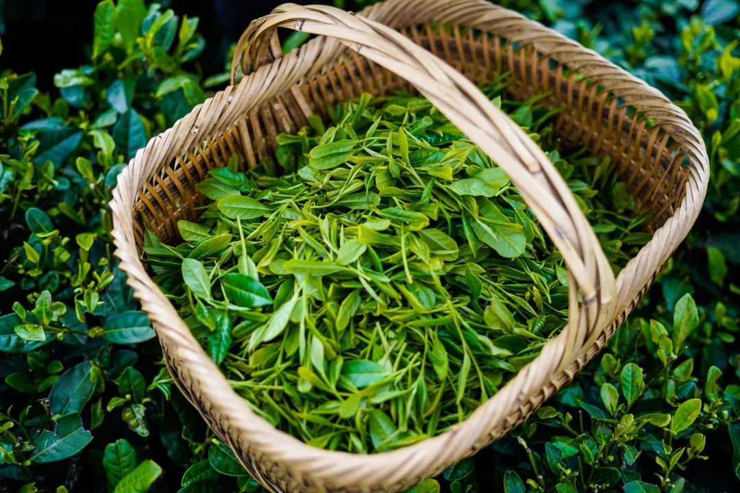 春贡实业丨一杯清茶慰岁月，半分温情释茶意-融合控股